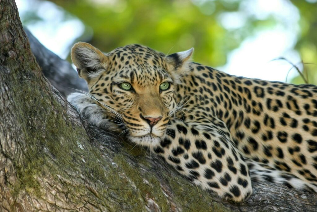 safari en afrique 