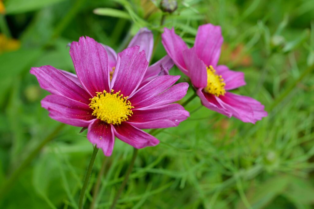 cosmos fleurs
