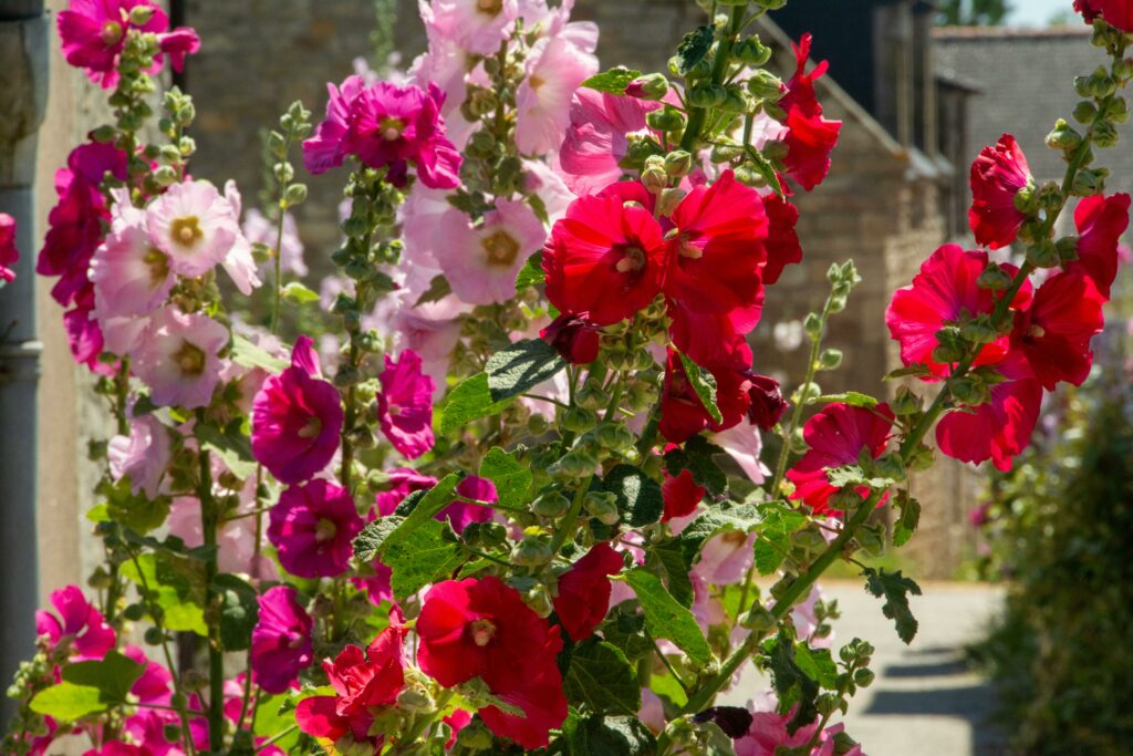 roses trémières